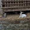 WAMBIERZYCE - SKANSEN-MINI ZOO