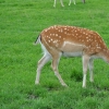 WAMBIERZYCE - SKANSEN-MINI ZOO