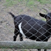 WAMBIERZYCE - SKANSEN-MINI ZOO