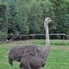 WAMBIERZYCE - SKANSEN-MINI ZOO