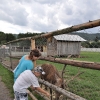 WAMBIERZYCE - SKANSEN-MINI ZOO