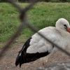 WAMBIERZYCE - SKANSEN-MINI ZOO