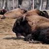 KUROZWĘKI - BIZONY