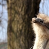 KUROZWĘKI - MINI ZOO