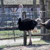 KUROZWĘKI - MINI ZOO