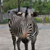 WROCŁAW - ZOO