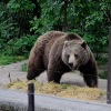 WROCŁAW - ZOO