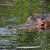 WROCŁAW - ZOO