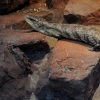 WROCŁAW - ZOO
