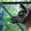 WROCŁAW - ZOO