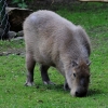 WROCŁAW - ZOO