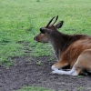 WROCŁAW - ZOO