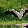 WROCŁAW - ZOO