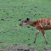 WROCŁAW - ZOO