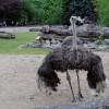 WROCŁAW - ZOO