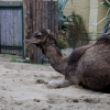 WROCŁAW - ZOO