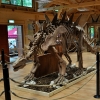 MALBORK - DINOPARK