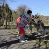 LISZNA - LEŚNE MINI-ZOO