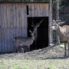 LISZNA - LEŚNE MINI-ZOO