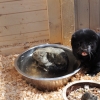 LISZNA - LEŚNE MINI-ZOO