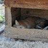 LISZNA - LEŚNE MINI-ZOO