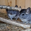 LISZNA - LEŚNE MINI-ZOO