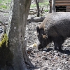 LISZNA - LEŚNE MINI-ZOO
