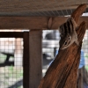 LISZNA - LEŚNE MINI-ZOO
