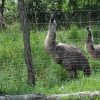 ZATYKI - ZOO SAFARI RUDZIEWICZ