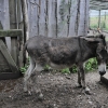 ZATYKI - ZOO SAFARI RUDZIEWICZ