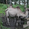 ZATYKI - ZOO SAFARI RUDZIEWICZ