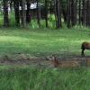 ZATYKI - ZOO SAFARI RUDZIEWICZ