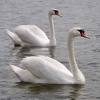 GIŻYCKO