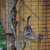 ZAMOŚĆ - ZOO