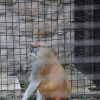 ZAMOŚĆ - ZOO