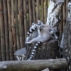 ZAMOŚĆ - ZOO