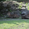 ZAMOŚĆ - ZOO