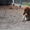 ZAMOŚĆ - ZOO