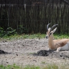 ZAMOŚĆ - ZOO