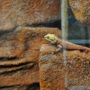 ZAMOŚĆ - ZOO