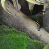 ZAMOŚĆ - ZOO